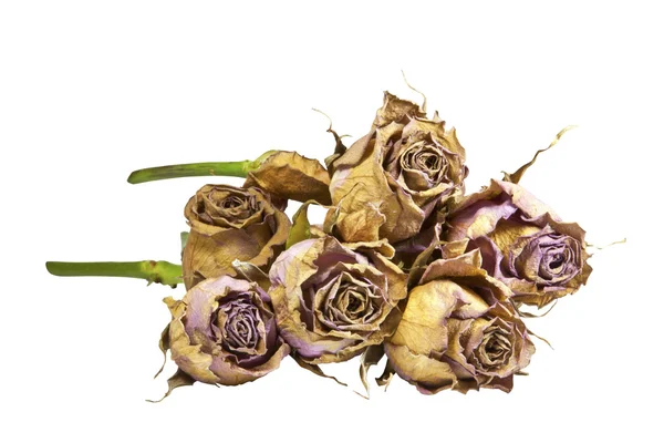Bunch of Dying Mauve Roses with Green Stems — Stock Photo, Image