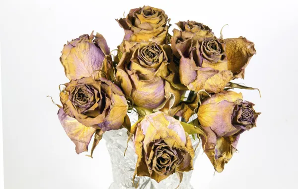 Glass Vase of Eight Dying Mauve Roses — Stock Photo, Image