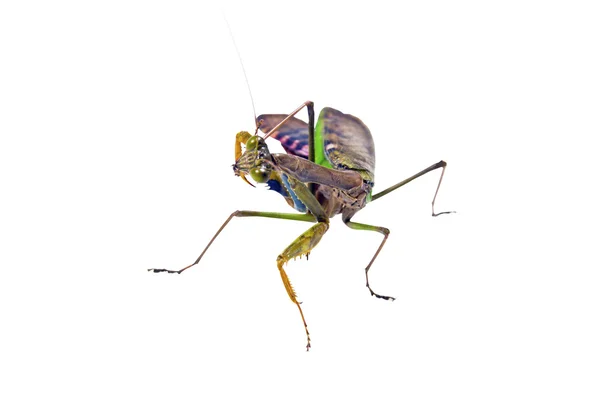 Geïsoleerde vooraanzicht van multi-gekleurde praying mantis — Stockfoto