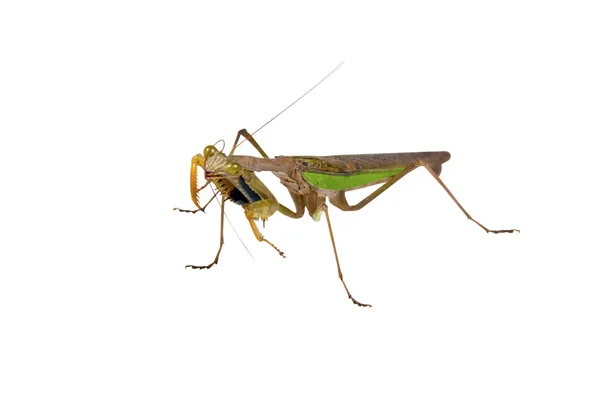 Geïsoleerd beeld van bruin en groen praying mantis — Stockfoto