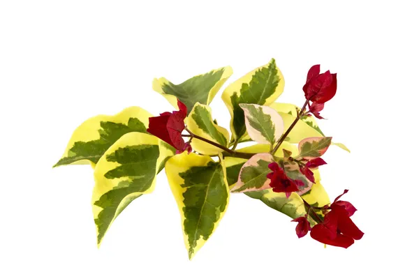 Bougainvillea Sprig of Variegated Leaves and Red Flowers — Stock Photo, Image