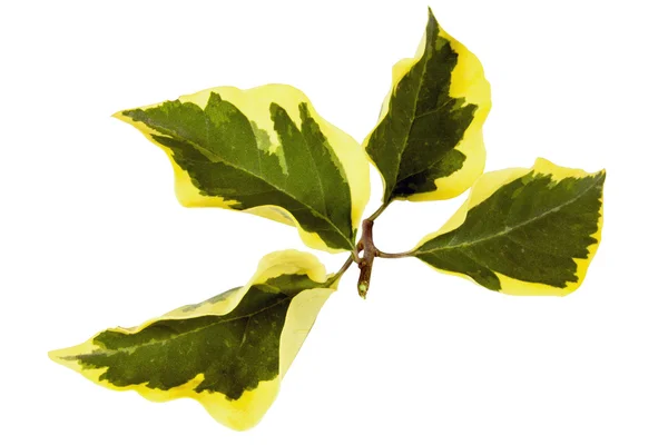 Raminho de quatro folhas variegadas de planta de buganvília — Fotografia de Stock