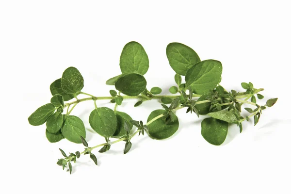 Sprigs of Freshly Picked Origanum and Thyme — Stock Photo, Image