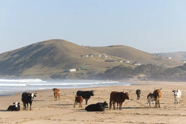 Nguni Kuh am Meer — Stockfoto