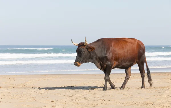 Nguni kráva u moře — Stock fotografie