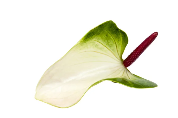 Лосьйон і спадікс на квітці антуріума, що демонструє воскову текстуру — стокове фото