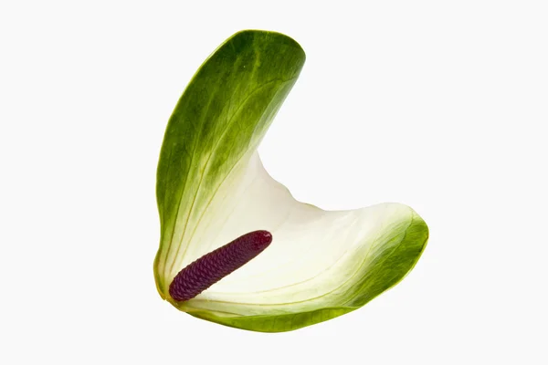 Biały i zielony spathe kwiatów Anturium z Kolba różowy — Zdjęcie stockowe