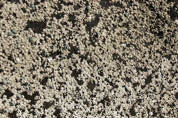 Seaside Rock Encrusted with Tiny Grey Barnacles — Stock Photo, Image