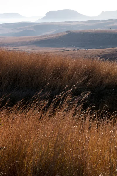 Sonne scheint auf Wintergras im orangefarbenen Freistaat, Südafrika — Stockfoto