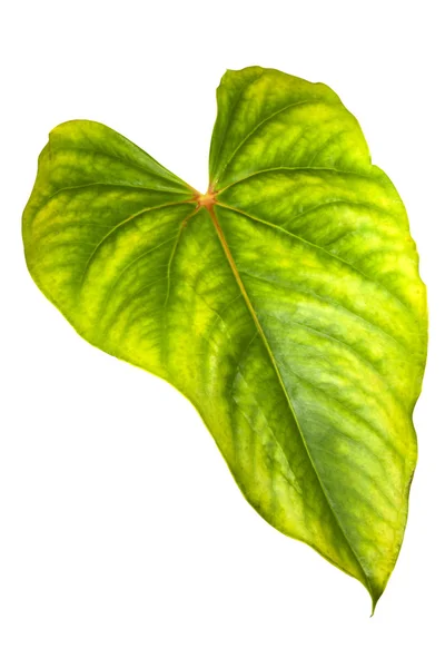 Ljusa gröna och gula ytan på anthurium blad — Stockfoto