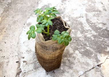 kendir çuval içinde büyüyen tek patates bitki