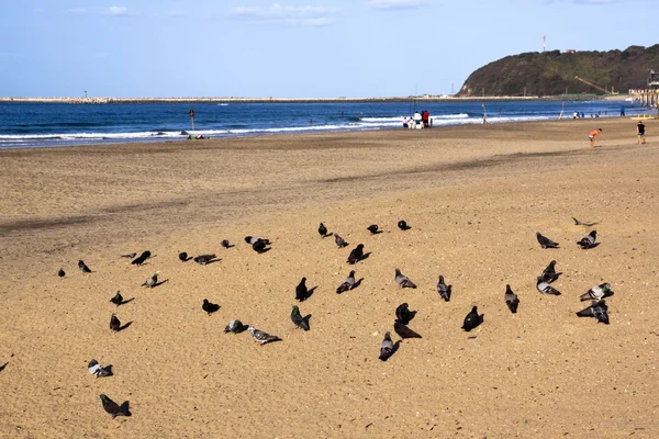 Pigeons on Durban's Addington Beach with Fishermen in Background