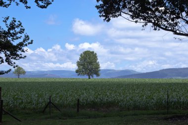 Mısır alanının ortasında uzun yeşil ağaç