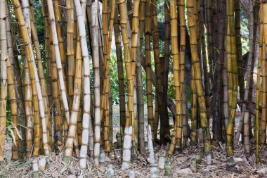 Closeup arka plan bambu desen ve dokuları