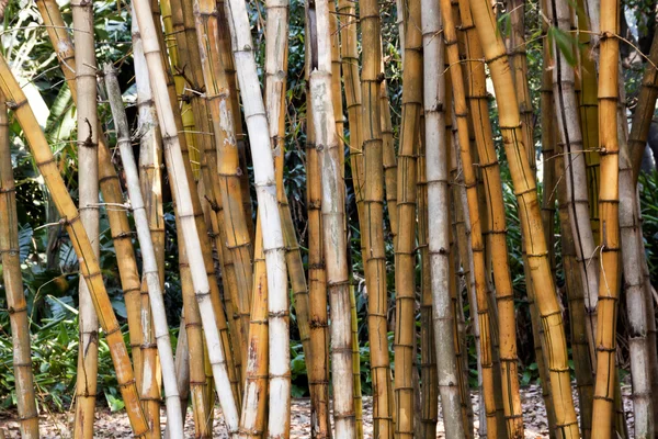 Gros plan de motifs et de textures de bambou sec — Photo