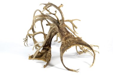 bir palmiye ağacının kuru düşmüş çiçek