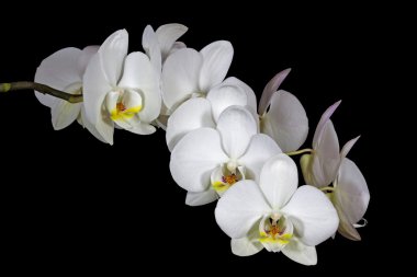 Spike koyu arka plan üzerinde beyaz phalaenopsis orkide