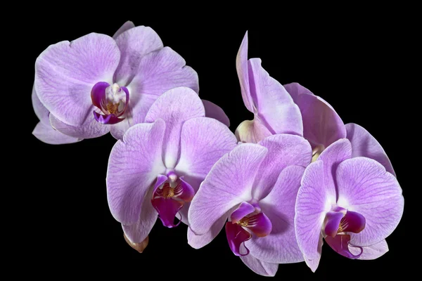 Красивый стебель цветов на орхидее фаленопсиса — стоковое фото