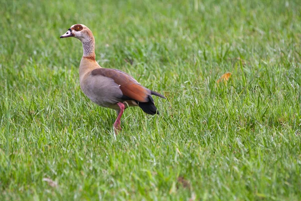 Ägyptische Gans Grünen Gras — Stockfoto