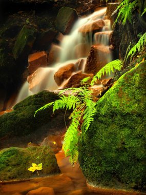 Maden suyu hızlı akış Cascade'lerde. Yeşil ferns arasında büyük kayalar üzerinde kırmızı ferrik çökeller.