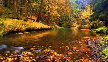 sonbahar manzarası, renkli yaprakları ağaçların üzerine, yağmurlu gece sonra nehir at sabah.