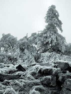 soğuk ve sisli sabah donmuş otlar ve ağaçlar ve hill kayalar üzerinde eski hoarfrost kayın orman dağ, görüntüleme.