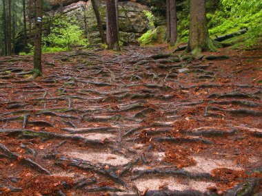 patika ormandaki çıplak Ladin kökleri tarafından kapsanan. iğneler, kum ve rot turuncu kayın ağacı yaprağı.