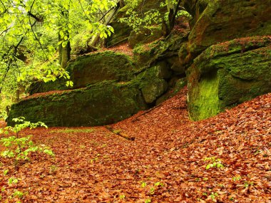 beeches ve taze moss ve fern ile kaplı dağ nehir adlı başka bir ağaç altında kumtaşı blokları. taze bahar Hava yağmurlu bir gün sonra akşamları. eski turuncu kayın yerdeki yapraklar.