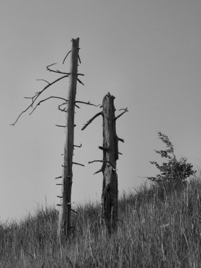 çimen sapları, güneş ışınları akşam siluet gibi kuru. ölü ağaç gövdesine çim yapışmasını olduğunu. arka planda gökyüzü turuncu renk.