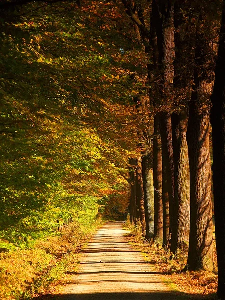 秋の風景の路地、カラフルな葉の木、雨の夜後の朝. — ストック写真