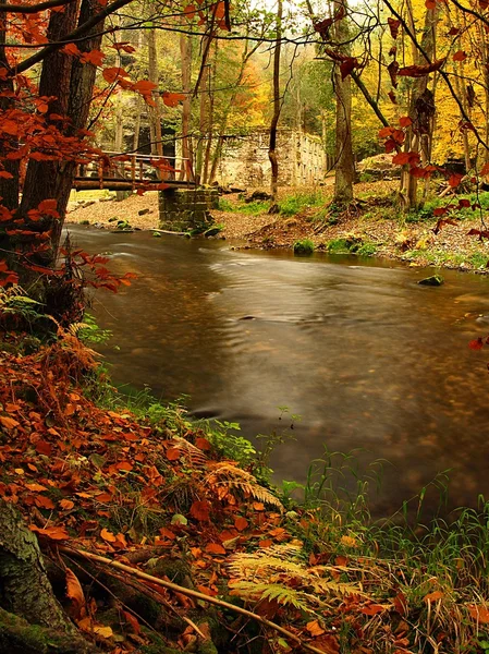 Paesaggio autunnale, foglie colorate sugli alberi, mattina al fiume dopo la notte di pioggia . — Foto Stock