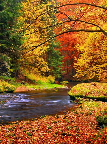Jesień krajobraz, kolorowe liście na drzewach, rano w rzece po deszczowej nocy. — Zdjęcie stockowe