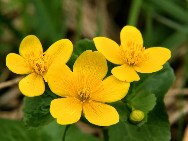 Três flores amarelas agradáveis de calêndula de pântano com folhas verdes frescas na área seca do pântano. Flores de flor de primavera . — Fotografia de Stock