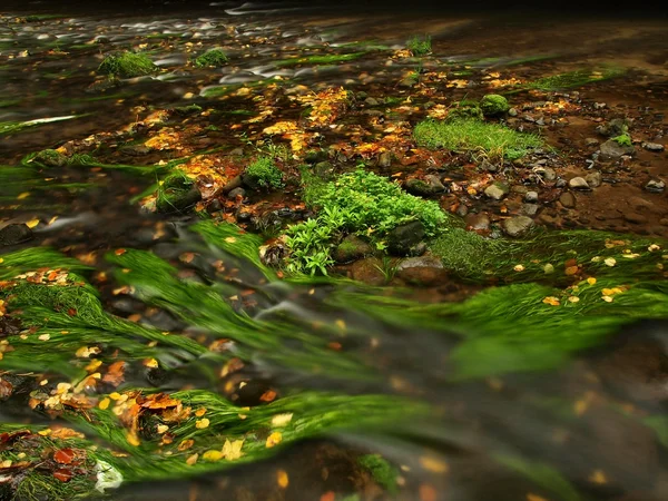 Höstlandskap, färgglada löv på träden, morgon på floden efter regnig natt. — Stockfoto