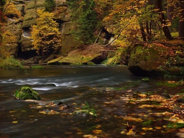 Paesaggio autunnale, foglie colorate sugli alberi, mattina al fiume dopo la notte di pioggia . — Foto Stock