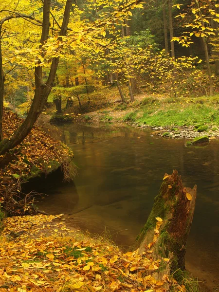 Podzimní krajina, barevné listí na stromech, ráno u řeky po deštivé noci. — Stock fotografie