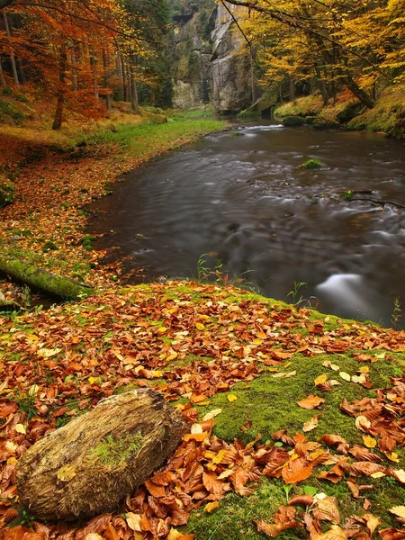 Herbstlandschaft, bunte Blätter an Bäumen, Morgen am Fluss nach regnerischer Nacht. — Stockfoto