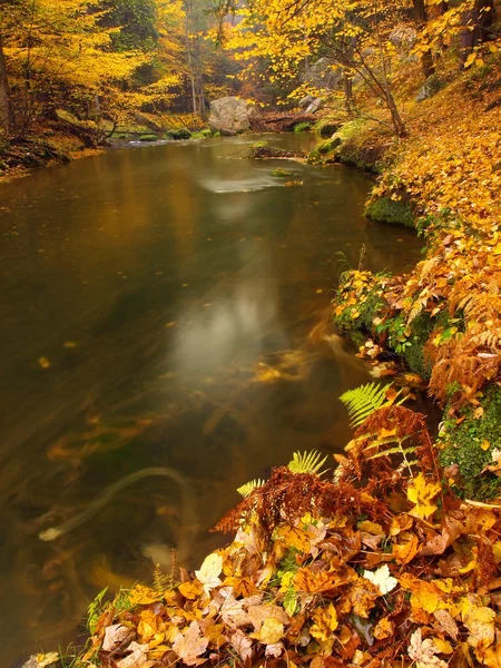 Paesaggio autunnale, foglie colorate sugli alberi, mattina al fiume dopo la notte di pioggia . — Foto Stock