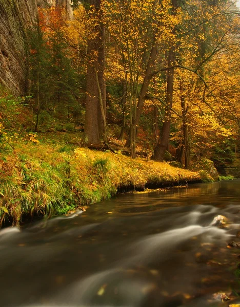 Paisaje otoñal, hojas coloridas en los árboles, mañana en el río después de la noche lluviosa . —  Fotos de Stock