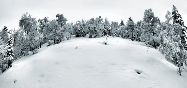 추위와 안개 낀 새벽 산에 오래 된 흰 너도 밤나무 숲에서 냉동된 잔디와 나무와 언덕에 바위 보기. — 스톡 사진