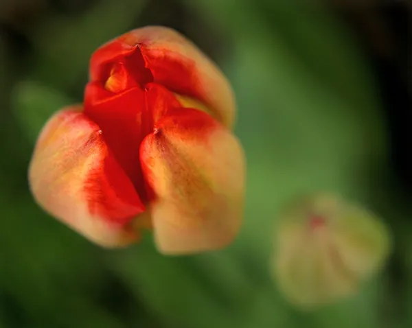 Röd tvillingar i tulip blossom — Stockfoto