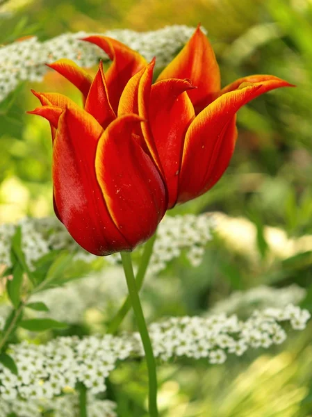 Gêmeos vermelhos em flor de tulipa — Fotografia de Stock