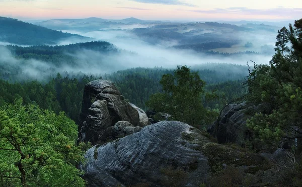 View through beech branches with leaves into deep misty valley in Saxon Switzerland. Sandstone peaks increased from foggy background, the fog is orange due to sunrise. — Stock Photo, Image