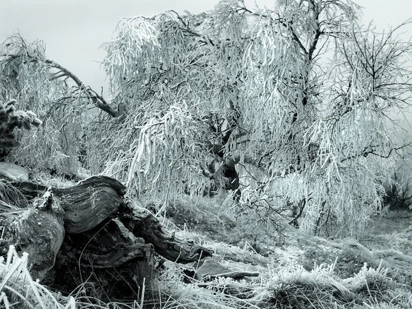 Mattina fredda e nebbiosa al vecchio bosco di faggi hoarfrost sulla montagna, vista su erba ghiacciata e massi ad alberi e collina . — Foto Stock