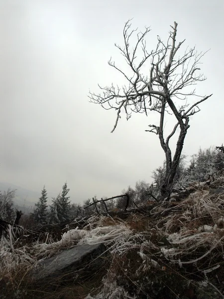 Tidig kall och Dimmig morgon vid gamla rimfrosten bokskog på berget, se över fruset gräs och stenblock till träd och hill. — Stockfoto