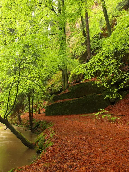 Sonbahar manzarası, renkli yaprakları ağaçların üzerine, yağmurlu gece sonra nehir at sabah. — Stok fotoğraf
