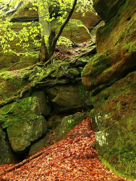 Bloques de arenisca bajo las hayas y otros árboles en el río de montaña cubiertos de musgo fresco y helecho. Aire fresco de primavera en la noche después del día lluvioso. Viejas hojas de haya naranja en el suelo . — Foto de Stock