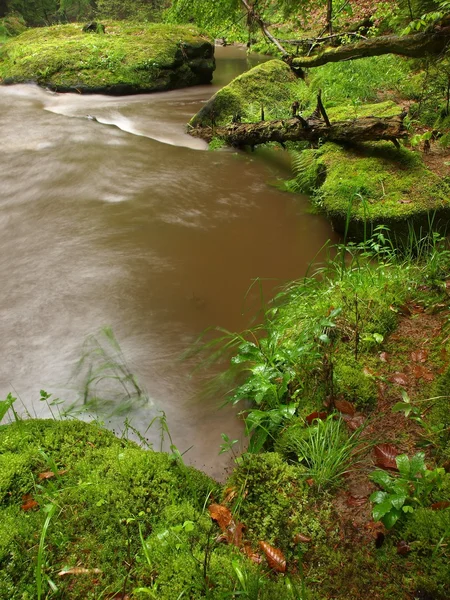 Höstlandskap, färgglada löv på träden, morgon på floden efter regnig natt. — Stockfoto