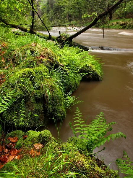 Höstlandskap, färgglada löv på träden, morgon på floden efter regnig natt. — Stockfoto