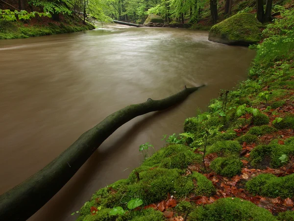 Paesaggio autunnale, foglie colorate sugli alberi, mattina al fiume dopo la notte di pioggia . — Foto Stock